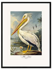 Framed art print White Pelican after Audubon