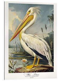 Tableau en plexi-alu White Pelican after Audubon