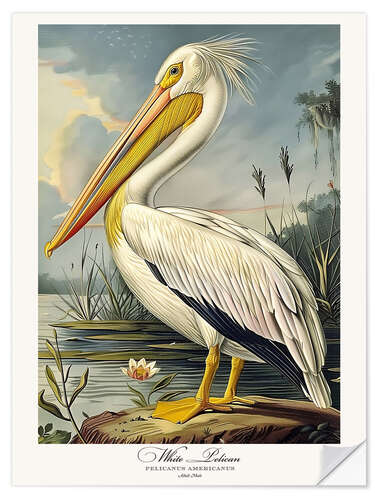 Autocolante decorativo White Pelican after Audubon