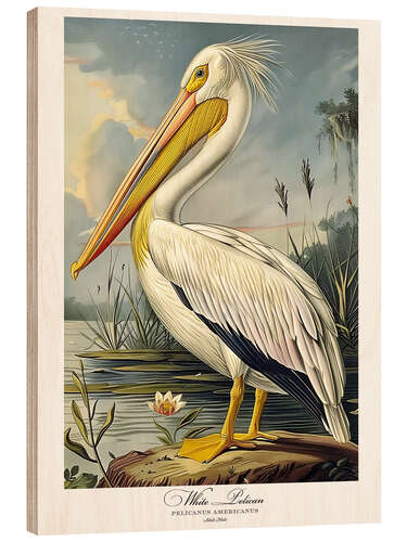 Print på træ White Pelican after Audubon