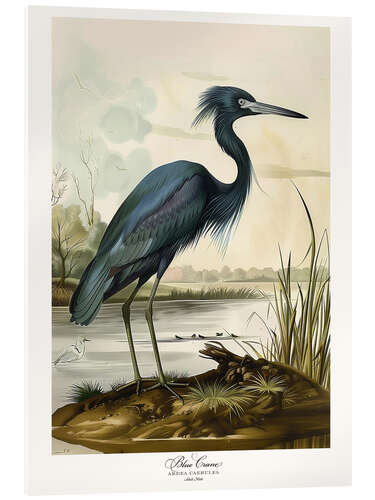 Akrylbilde Blue Crane after Audubon
