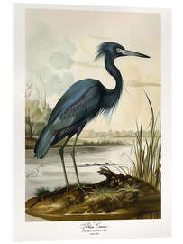 Acrylic print Blue Crane after Audubon