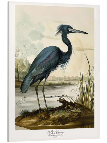 Tableau en aluminium Blue Crane after Audubon