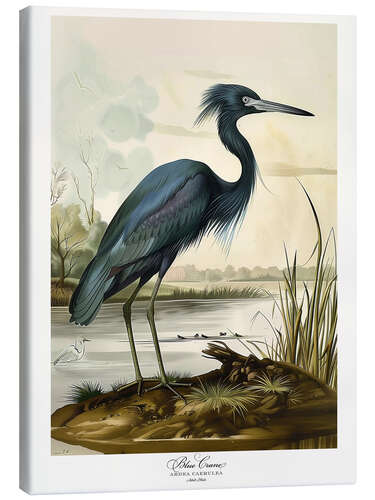 Lærredsbillede Blue Crane after Audubon