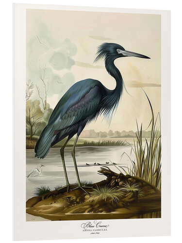 Tableau en PVC Blue Crane after Audubon