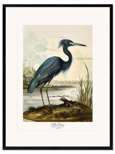 Ingelijste kunstdruk Blue Crane after Audubon
