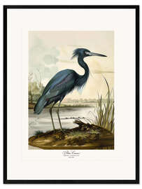 Framed art print Blue Crane after Audubon