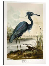 Tableau en plexi-alu Blue Crane after Audubon