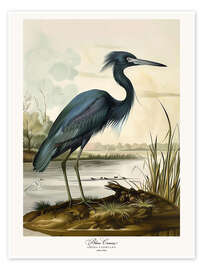 Poster Blauer Kranich nach Audubon