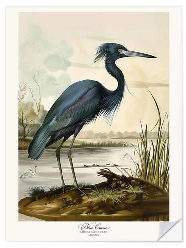 Självhäftande poster Blue Crane after Audubon