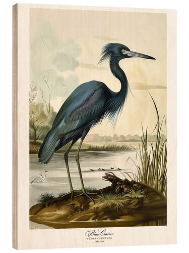 Cuadro de madera Blue Crane after Audubon