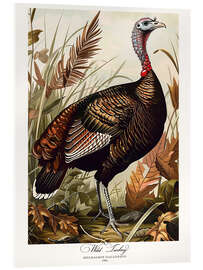 Acrylic print Wild Turkey after Audubon