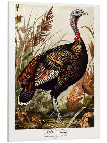 Obraz na aluminium Wild Turkey after Audubon