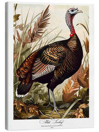 Lærredsbillede Wild Turkey after Audubon