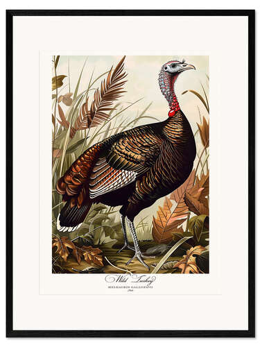Ingelijste kunstdruk Wild Turkey after Audubon