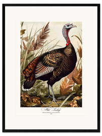 Kehystetty taidepainatus Wild Turkey after Audubon
