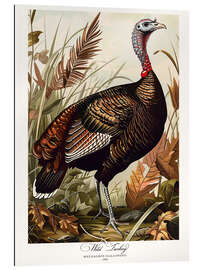 Gallery print Wild Turkey after Audubon