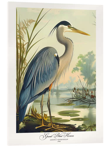 Acrylglasbild Großer Blaureiher nach Audubon
