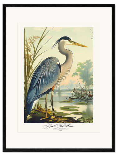 Kehystetty taidepainatus Great Blue Heron after Audubon