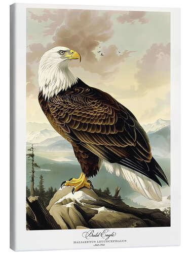 Canvas print Bald Eagle after Audubon