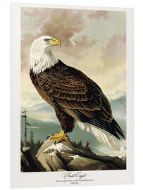 Tableau en PVC Bald Eagle after Audubon