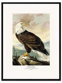 Framed art print Bald Eagle after Audubon