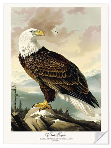 Självhäftande poster Bald Eagle after Audubon