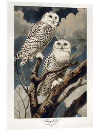 Acrylic print Snowy Owls after Audubon