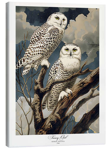 Canvas print Snowy Owls after Audubon