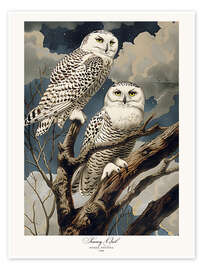 Wall print Snowy Owls after Audubon - TAlex