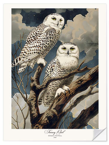 Naklejka na ścianę Snowy Owls after Audubon