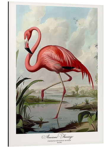 Obraz na aluminium American Flamingo after Audubon I