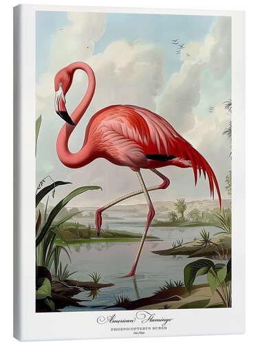 Tableau sur toile American Flamingo after Audubon I