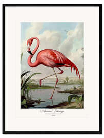 Framed art print American Flamingo after Audubon I