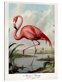 Gallery print American Flamingo after Audubon I