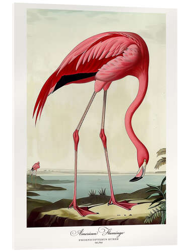 Akrylbilde American Flamingo after Audubon II