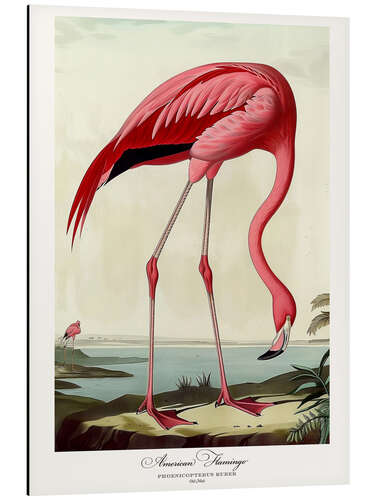 Obraz na aluminium American Flamingo after Audubon II