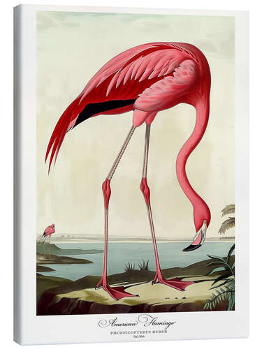 Canvas print American Flamingo after Audubon II