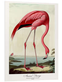 Foam board print American Flamingo after Audubon II