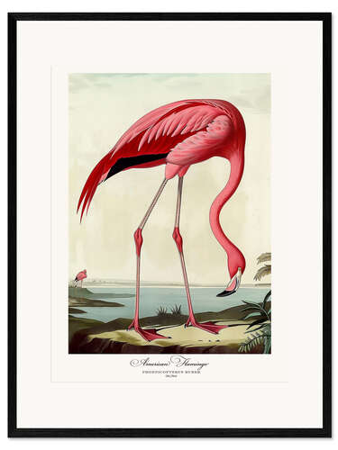 Framed art print American Flamingo after Audubon II