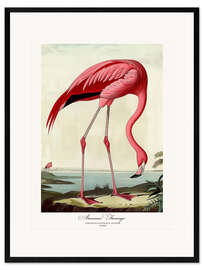 Framed art print American Flamingo after Audubon II