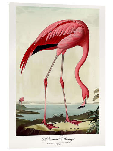 Gallery print American Flamingo after Audubon II