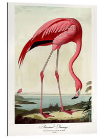 Gallery print American Flamingo after Audubon II