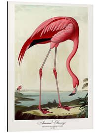 Magnettafel Amerikanischer Flamingo nach Audubon II