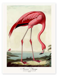 Poster American Flamingo after Audubon II - TAlex