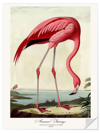 Självhäftande poster American Flamingo after Audubon II