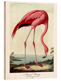 Print på træ American Flamingo after Audubon II