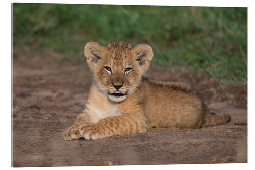 Akrylbilde Cheeky lion cub