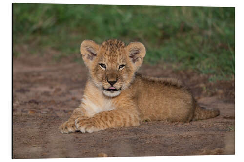 Aluminiumsbilde Cheeky lion cub