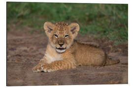 Magnettafel Freches Löwenbaby